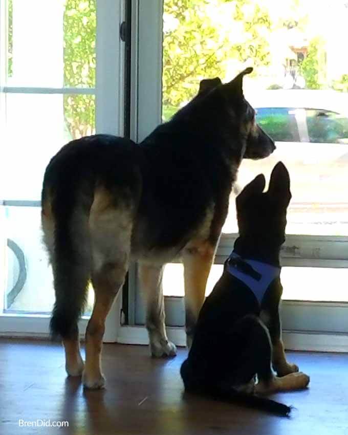 German shepherd looking out doog