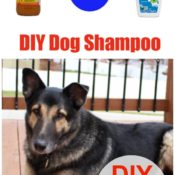 DIY dog shampoo collage
