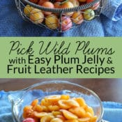 Wild plums are a forgotten American delicacy that can be used to make delicious wild plum jelly and wild plum fruit leather. It’s a two-for-one recipe! Learn about wild plums, how to make plum jelly, and how to make fruit leather with no sugar on BrenDid.com.