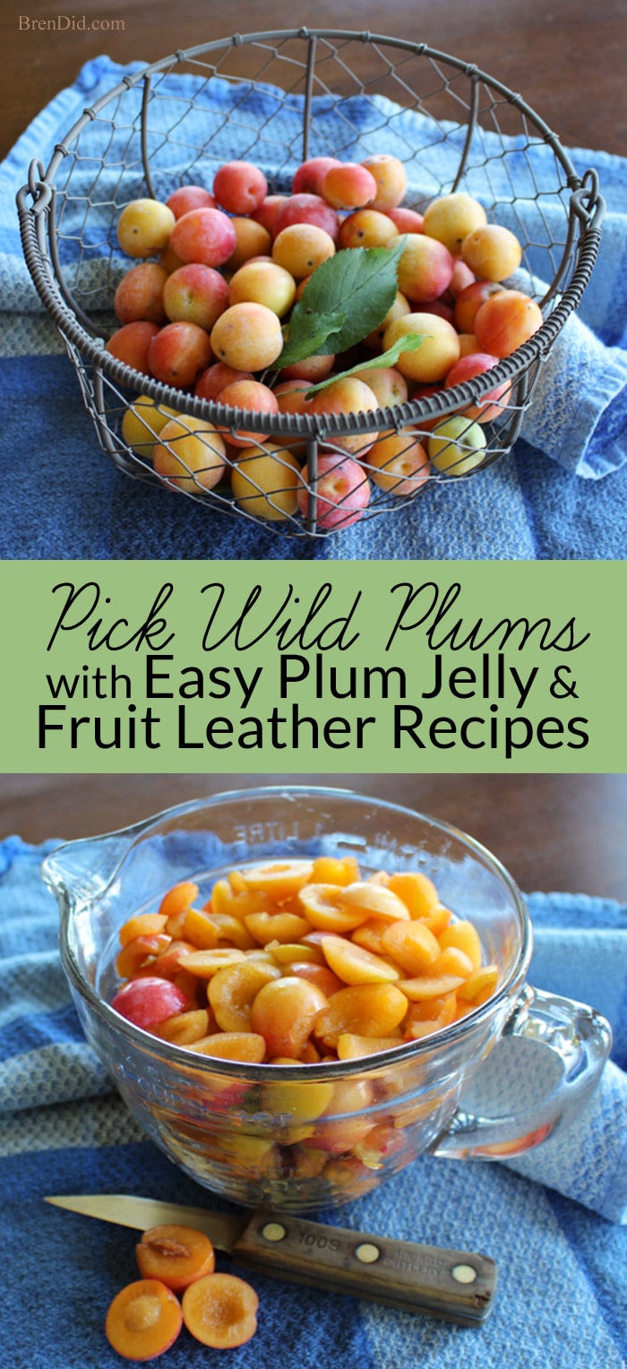 Wild plums are a forgotten American delicacy that can be used to make delicious wild plum jelly and wild plum fruit leather. It’s a two-for-one recipe! Learn about wild plums, how to make plum jelly, and how to make fruit leather with no sugar on BrenDid.com. 