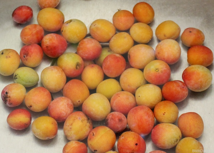 Wild Plum Recipes - Grow Native!