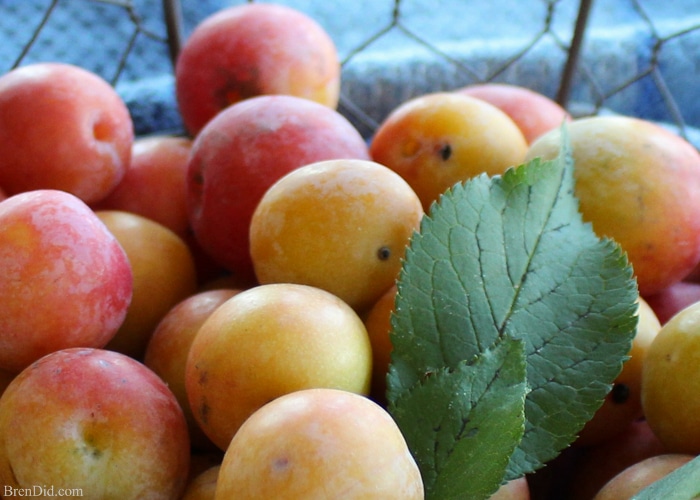 Wild plums are a forgotten American delicacy that can be used to make delicious wild plum jelly and wild plum fruit leather. It’s a two-for-one recipe! Learn about wild plums, how to make plum jelly, and how to make fruit leather with no sugar on BrenDid.com. 