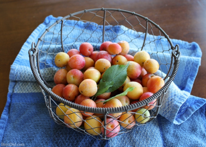 Wild plums are a forgotten American delicacy that can be used to make delicious wild plum jelly and wild plum fruit leather. It’s a two-for-one recipe! Learn about wild plums, how to make plum jelly, and how to make fruit leather with no sugar on BrenDid.com. 