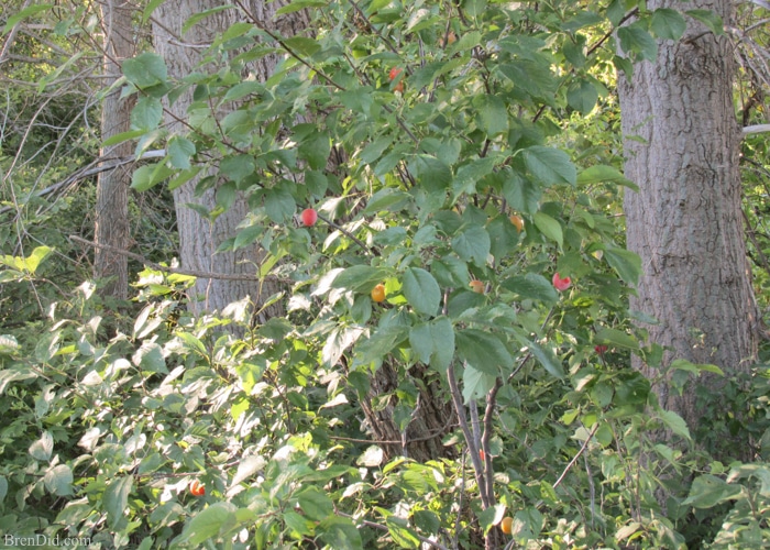 Wild plums are a forgotten American delicacy that can be used to make delicious wild plum jelly and wild plum fruit leather. It’s a two-for-one recipe! Learn about wild plums, how to make plum jelly, and how to make fruit leather with no sugar on BrenDid.com. 