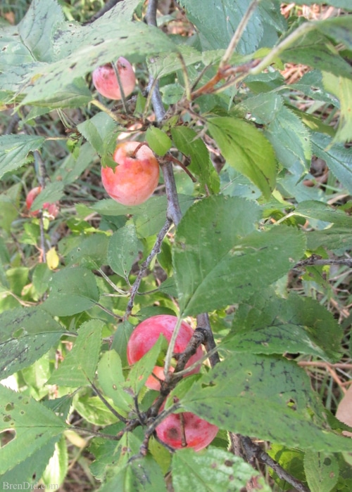 Wild plums are a forgotten American delicacy that can be used to make delicious wild plum jelly and wild plum fruit leather. It’s a two-for-one recipe! Learn about wild plums, how to make plum jelly, and how to make fruit leather with no sugar on BrenDid.com. 