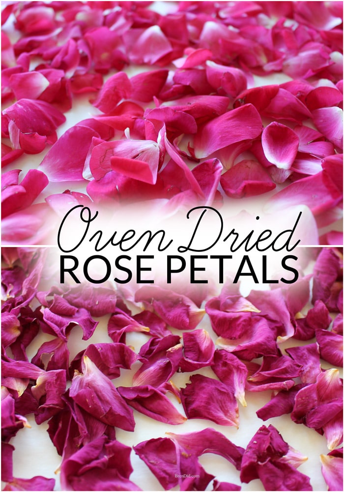 How to Dry Rose Petals at Home with No Special Supplies - Bren Did
