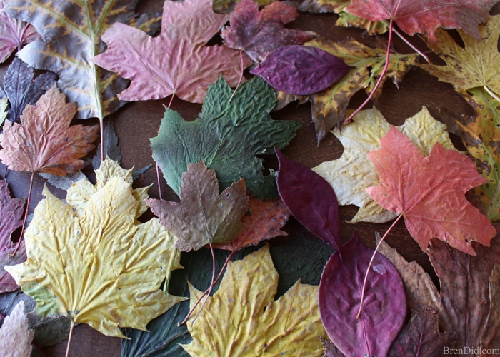 Pressed fall leaves can be made into a lovely and frugal front door wreath. Learn a quick and easy method to preserve fall leaves and make this simple wreath today! 