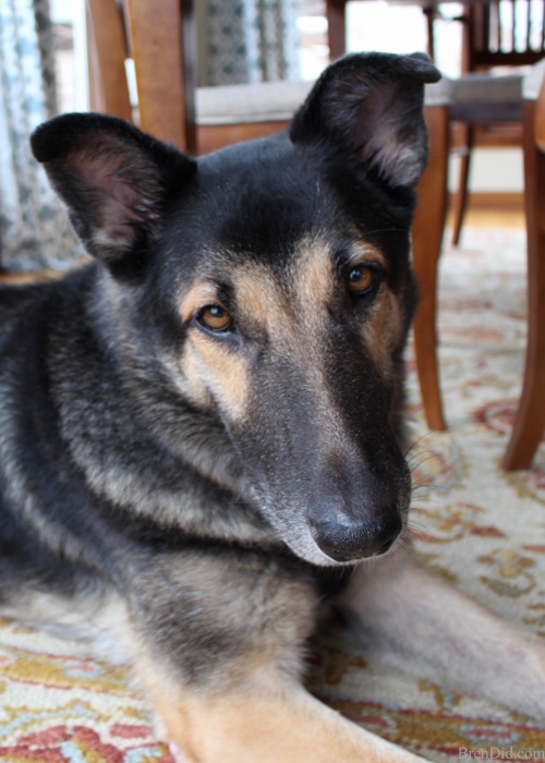 Commercial dog treats can be full of corn or other questionable ingredients. Make your own easy homemade dog treats with this one ingredient tutorial and feed your pet healthy homemade dog treats.