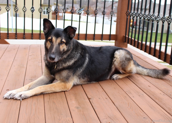 Commercial dog treats can be full of corn or other questionable ingredients. Make your own easy homemade dog treats with this one ingredient tutorial and feed your pet healthy homemade dog treats. 