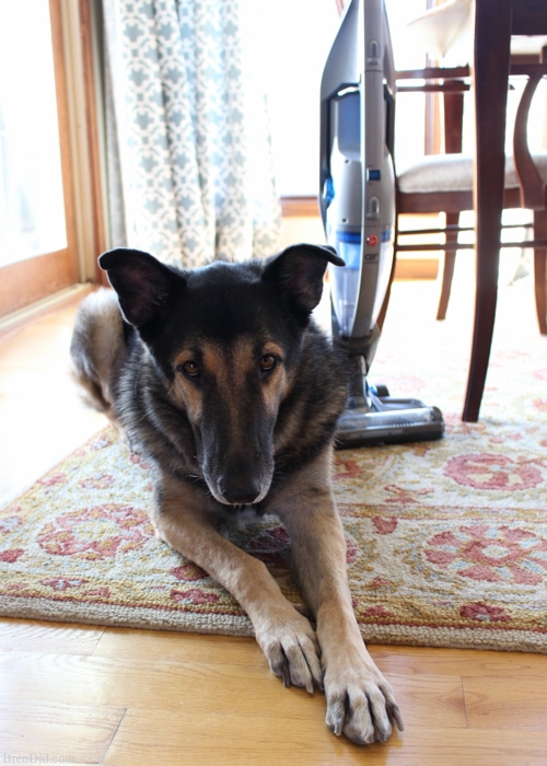 Green Floor Cleaning - the removal of dust & debris with non-toxic cleaning & vacuuming – is important for healthy homes and indoor air quality. Learn how on BrenDid.com.