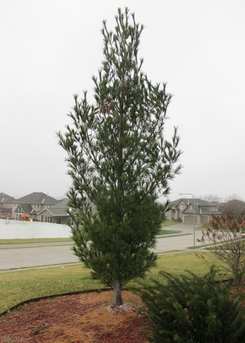 Pine cones collected outdoors can bring mold, mildew or bugs into your home unless they are correctly prepared for indoor use. Learn how to prepare pine cones for crafts. No bleach. All-natural. Free! 