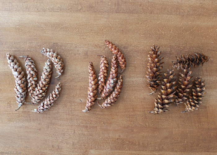 Pine cones collected outdoors can bring mold, mildew or bugs into your home unless they are correctly prepared for indoor use. Learn how to prepare pine cones for crafts. No bleach. All-natural. Free! 