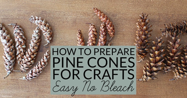 Pine cones collected outdoors can bring mold, mildew or bugs into your home unless they are correctly prepared for indoor use. Learn how to prepare pine cones for crafts. No bleach. All-natural. Free!