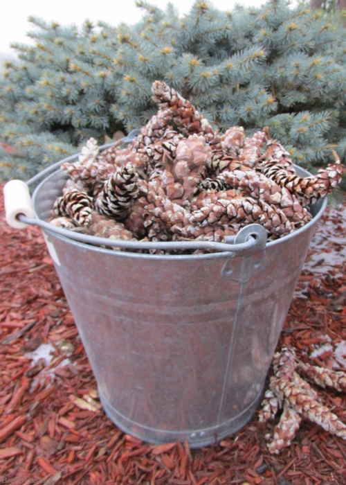 Las piñas de pino recogidas al aire libre pueden traer moho, hongos o bichos a su hogar a menos que se preparen correctamente para su uso en interiores. Aprende a preparar las piñas para las manualidades. Sin lejía. Todo natural. ¡Gratis!