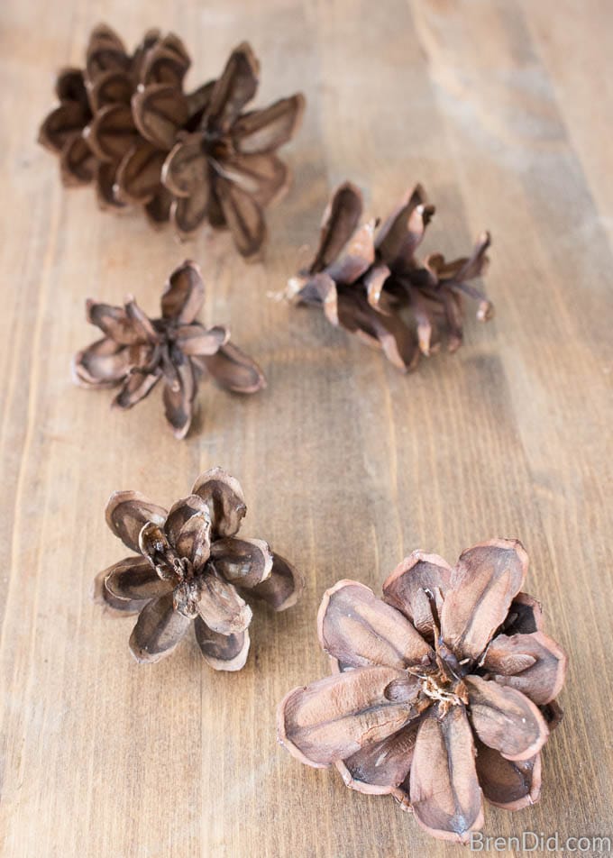 Cut remaining pinecones into tops (about 2-3 inches long) and florets